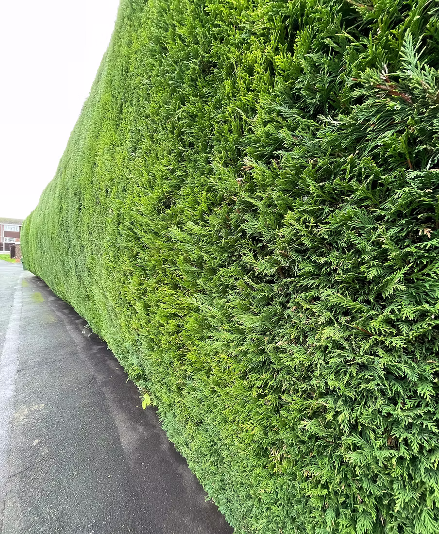 Hedge cutting and trimming in Bromsgrove and Droitwich by Yew Tree Garden Services